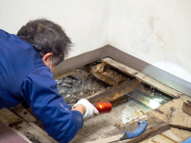 Best Black Mold Removal  in Tyler, TX