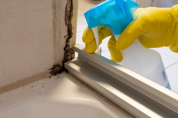 Professional Mold Removal in Tyler, TX