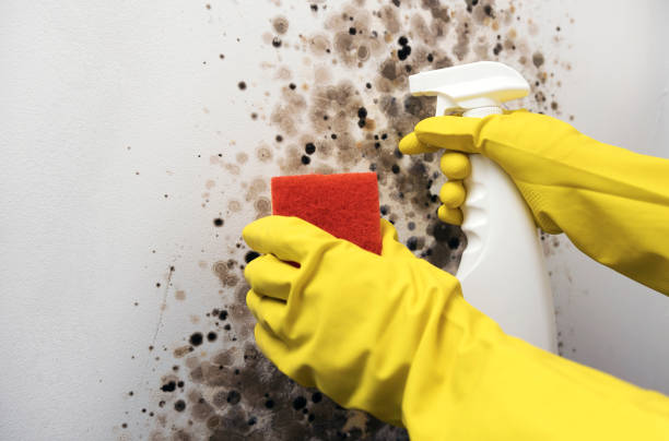 Best Emergency Mold Removal  in Tyler, TX