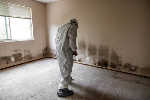Trusted Tyler, TX Mold Removal Experts