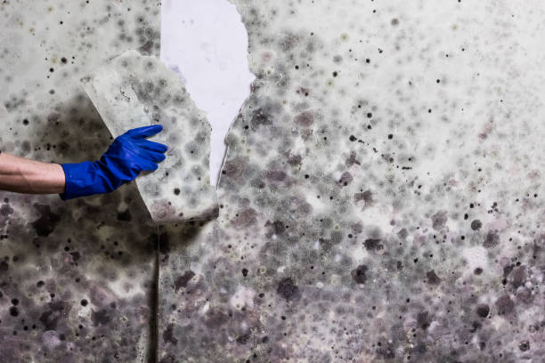 Best Toxic Mold Removal  in Tyler, TX