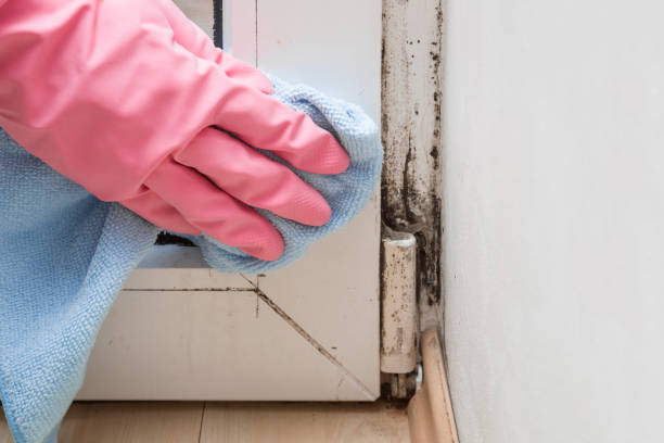 Best Certified Mold Removal  in Tyler, TX