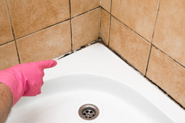 Mold Testing and Removal in Tyler, TX